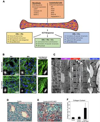 Cardiac Tissue Engineering: Inclusion of Non-cardiomyocytes for Enhanced Features